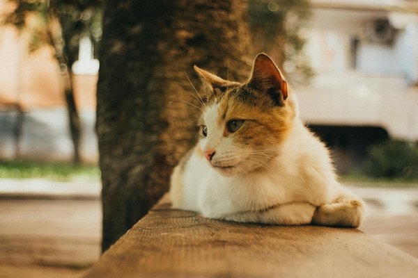 Ideal rental: St Barts boat rental for the perfect getaway